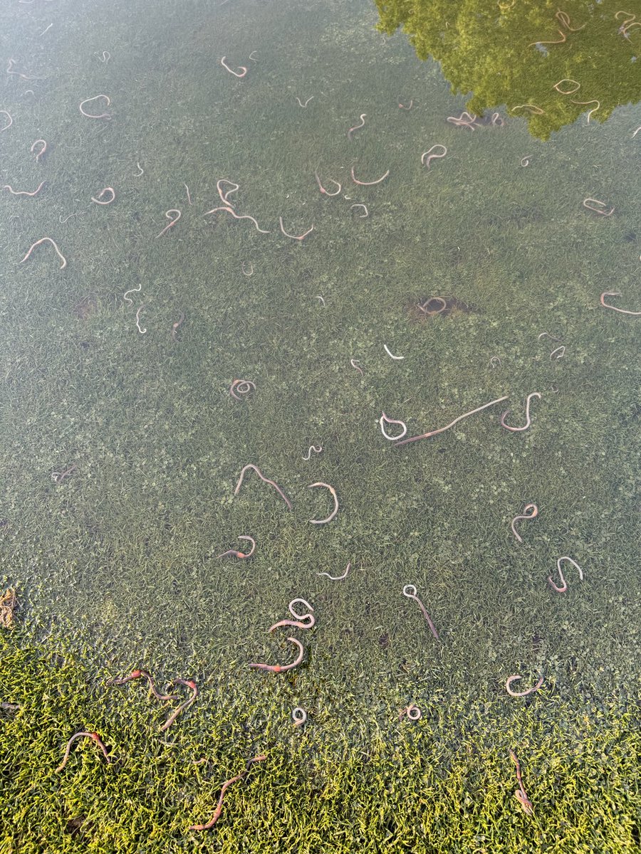 johnkuypers's tweet photo. Carnage in London ON. Countless worms killed by this morning’s 3 inch, one hour drenching. #londonont. 😀 https://t.co/mlUzmoUNlP
