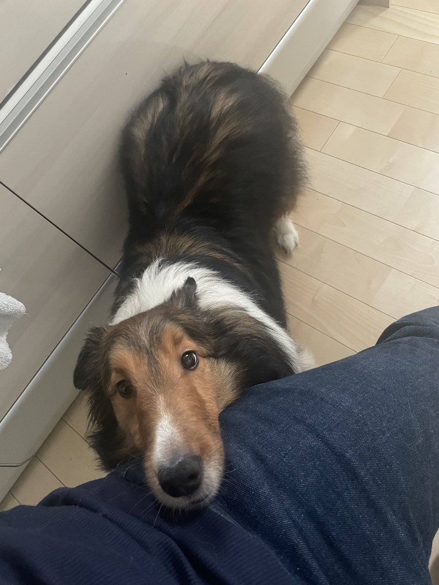 犬も嬉しいとき、甘えてるとき喉(?)ゴロゴロいうけど他の子もそうなのかな？ゴロゴロ通り越してブヒブヒ言ってる。