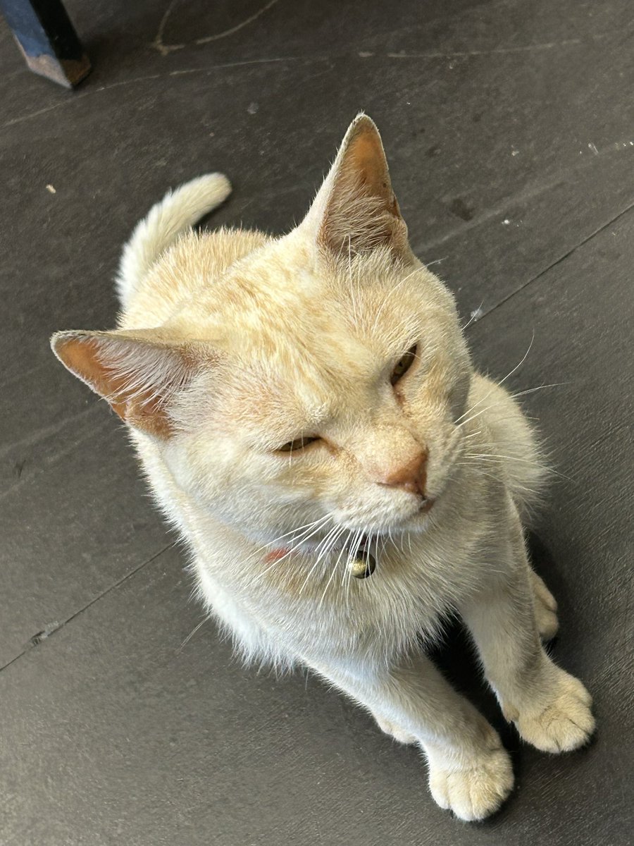 南投餐廳裡的李榮浩貓貓