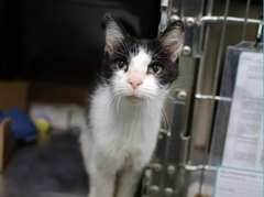 Adorable &amp; handsome senior Pear
at NYC ACC &amp; giving us a scare!
Without pledges he won't have a prayer
so won't you pledge &amp; share?
When he's safe &amp; away from there
he'll be at a vet clinic that's for sure! 🙏
Tag <a href="/LOVE_CATS_ONE/">Nathalie Ⓥ 𓃟 #Pigoneer</a> with pledges!
VERY URGENT! 
nycacc.app/#/browse/203408