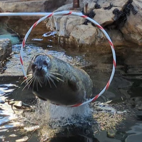 suzuk1_san_'s tweet photo. 2024.01.08
しながわ水族館

冬の増量期間にがんばって飛んでくれたさくらちゃんの動画を久しぶりに見たら元気出た。
輪っかにおなかくっついてるところも、大変かわいい。
※ 再掲
#ゴマフアザラシ 
#さくら https://t.co/2my8ep1VId