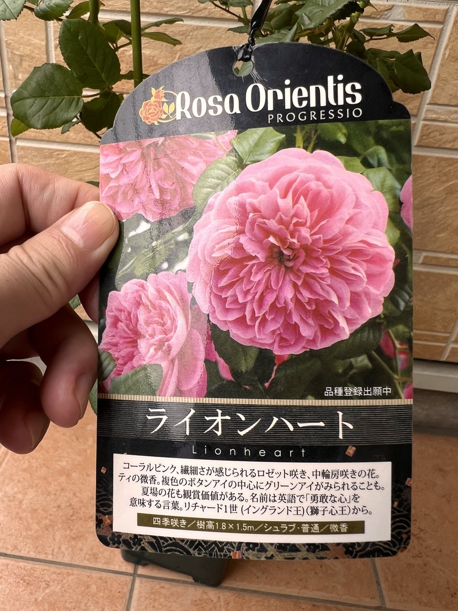 Shigechang@🐰🩷🤍 on X