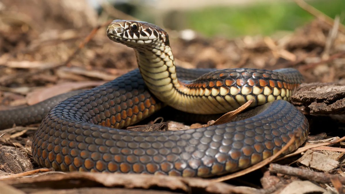 PopCrave's tweet photo. Today is World Snake Day. https://t.co/V3X1XcTzjG