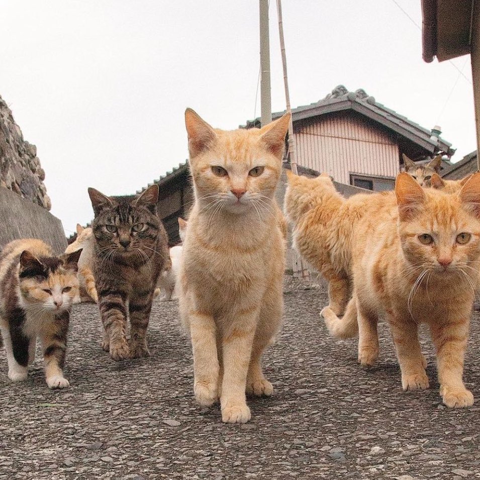 🐱 tweet media