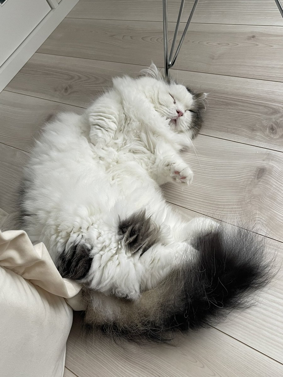 MarronChris's tweet photo. #ねこ落ち選手権 https://t.co/ILnzB9GHxx