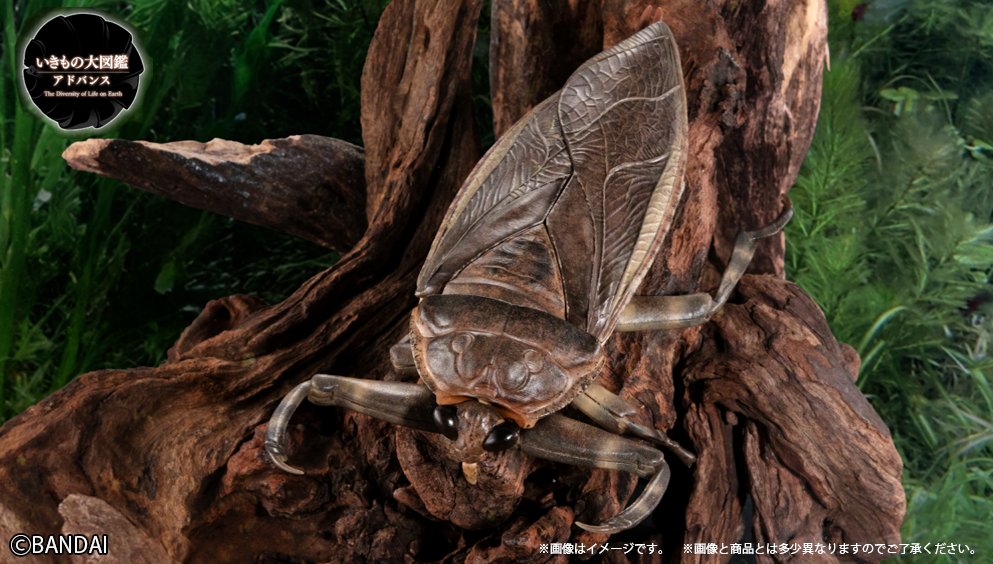 遂に「水中のギャング」が いきもの大図鑑に登場😎 ＼＼ 日本最大の