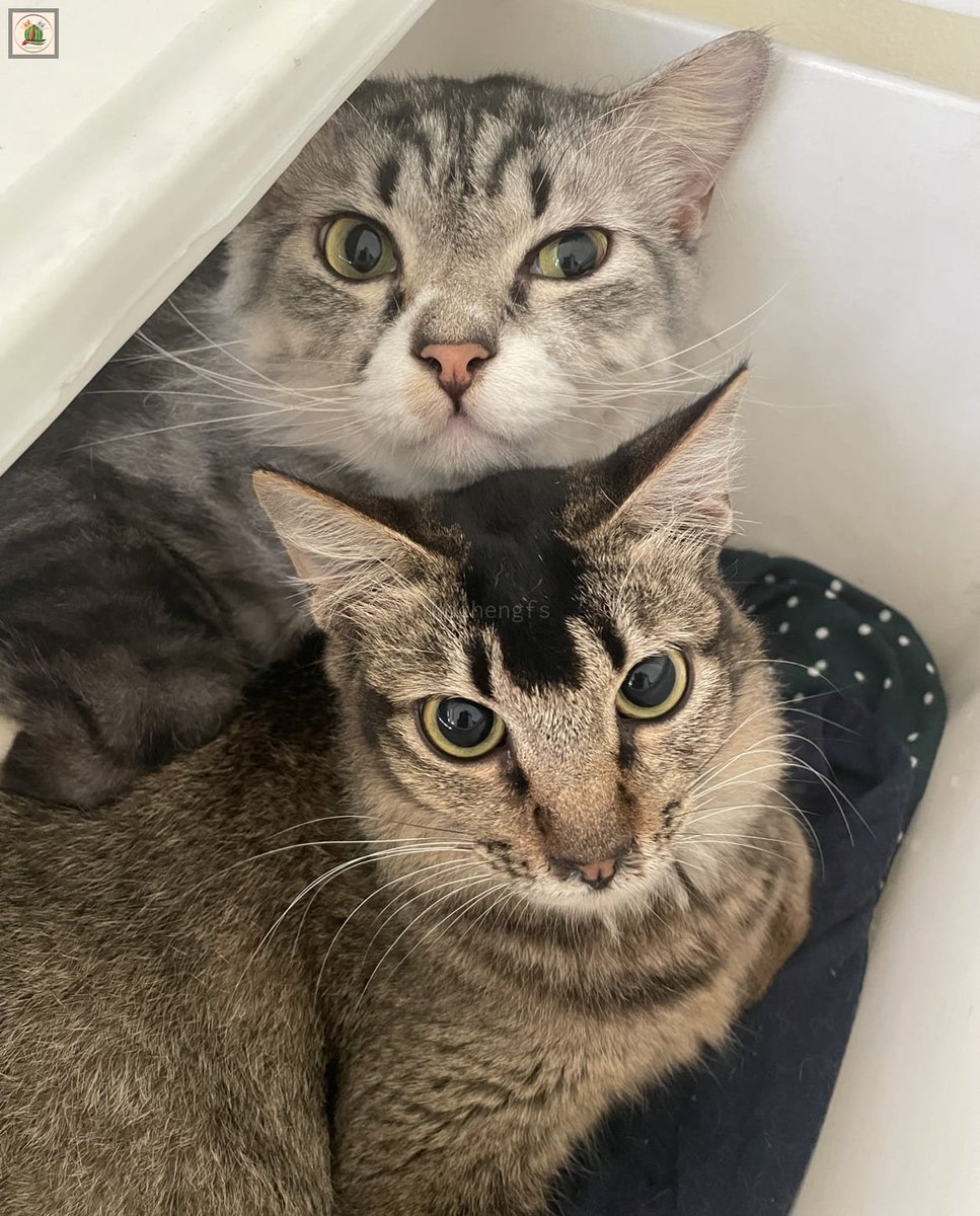 Kcg! Dicari cari ternyata pacaran dalam laci lemari.