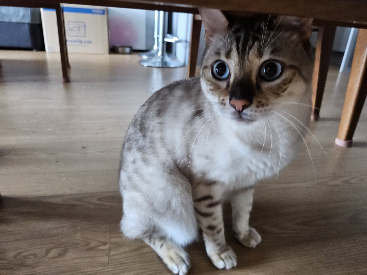 놀란 냥이