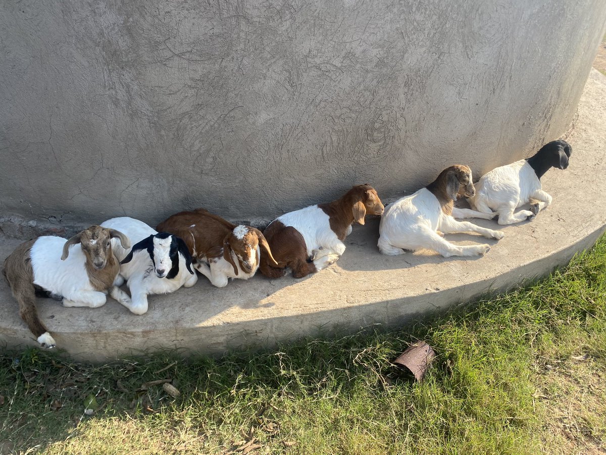 Novine Farm 🧑‍🌾 tweet media