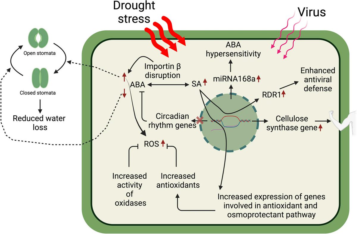 I am happy to share our recently published review : "A transition from enemies to allies: how viruses improve drought resilience in plants" ncbi.nlm.nih.gov/pmc/articles/P…
This review is inspired by the work I did with @clarecasteel at #Cornell. Thank you, Clare.