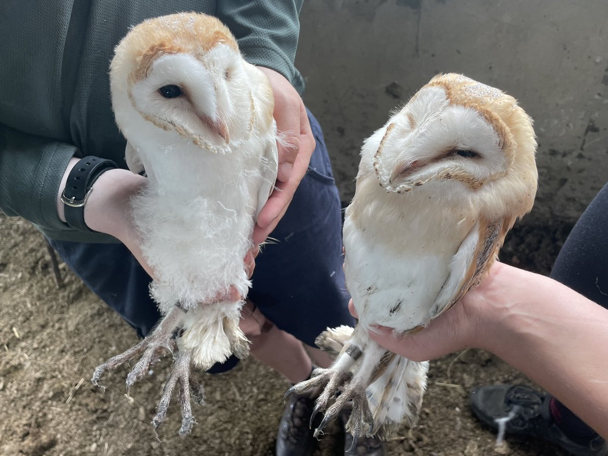 Incredible day spent in the wilds of Kent with schedule 1 licence ringers monitoring barn owl nests and ringing chicks!