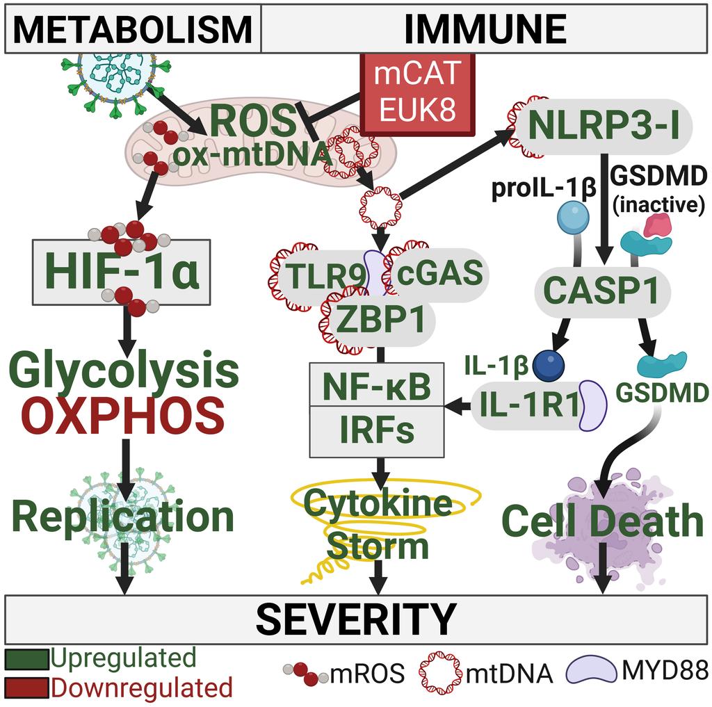 How SARS-CoV-2 INFECTION DISRUPTS the NORMAL FUNCTIONING of MITOCHONDRIA, the powerhouses of cells ?
pnas.org/doi/10.1073/pn…