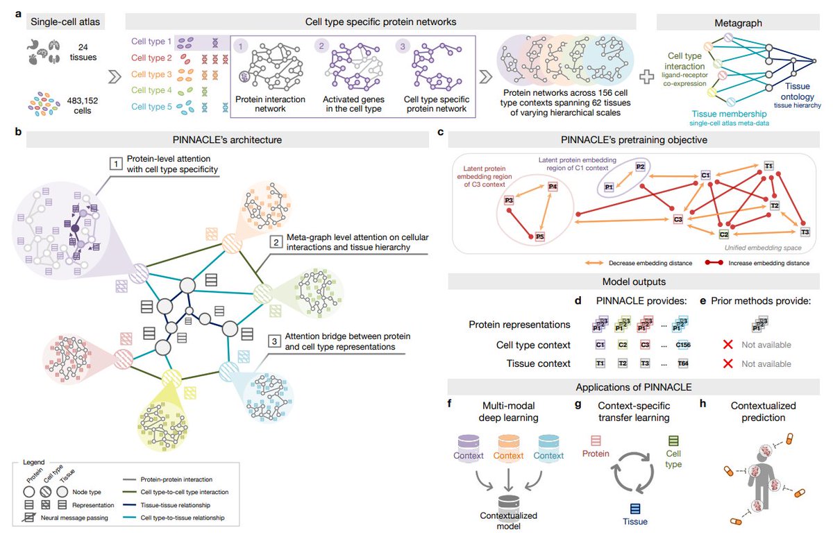 LeoTZ03's tweet photo. Contextual AI models for single-cell protein biology
- PINNACLE, a geometric deep learning model for generating context-specific protein representations via link prediction and cell type classification pretraining
- Construct context-sensitive protein interaction networks and a metagraph representing cellular interactions and tissue hierarchy
- Customize attention for proteins, cell types, and tissues to ensure accurate unified contextual embedding. Bridgr tissue and cellular embeddings with protein  by pooling.
Preprint: https://t.co/0XVPiuBHtt