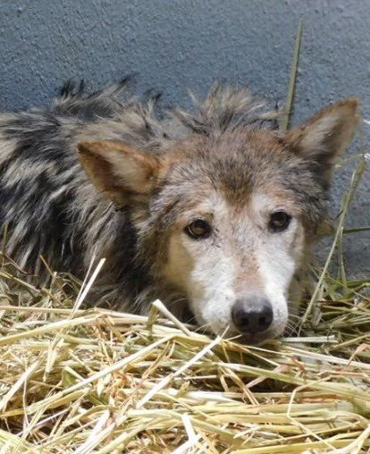 YoAmoaLaCiencia's tweet photo. Gobierno de Batres admite que no cuenta con programa para loba en pésimo estado de salud.

A través de un comunicado de la Secretaría del Medio Ambiente, se detalla que no se tomó ninguna medida para evitar el deterioro de Seje.

Pese a que las autoridades del Zoológico de Chapultepec tenían conocimiento de que la edad de Seje es un motivo para que fuera aislada.

Decidieron que continuará en el mismo recinto que otra hembra dominante.

¿Dónde están sus "expertos" en conducta? 

En este comunicado dejan en evidencia que no tienen la infraestructura necesaria para el monitoreo continuo de los recintos de todos los animales.

No existe ninguna adaptación en el recinto para Seje.

Ni para ninguno de los animales geriátricos que se encuentran en los tres zoológicos capitalinos. 

Ya hemos detectado que, cuando un animal envejece, simplemente no lo atienden.

¿Esperan que Seje sufra una muerte por "choque" para cobrar la indemnización?

La Sedema debe informar dónde están los 342 lobos que presumen en su comunicado.

Además de señalar que incluso los cachorros de Seje se les han muerto por su negligencia.

Esperamos que la Sedema no pretenda usar a sus "expertos" con conflicto de intereses para argumentar que "esta bien".