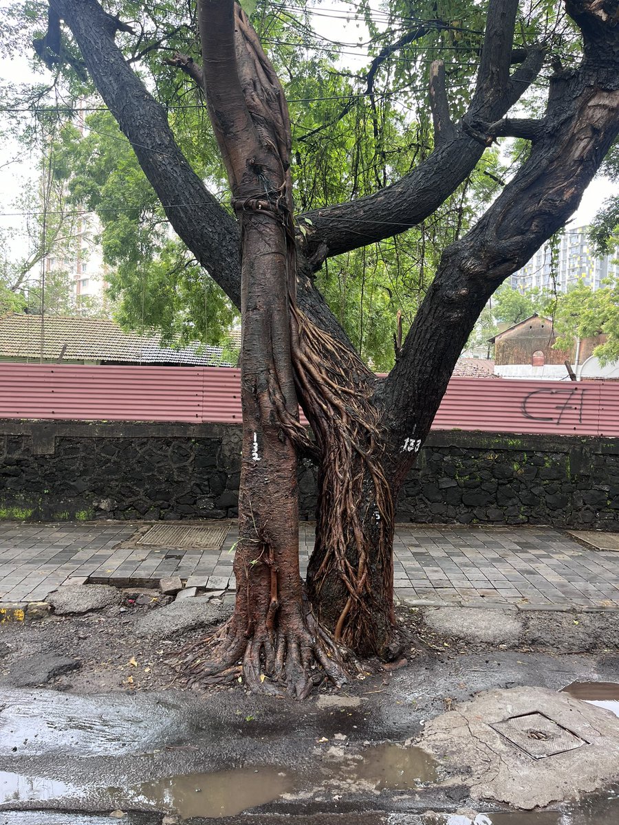SloganMurugan's tweet photo. #TreesofMumbai #FiftyTrees https://t.co/BxvNdxO6Hx