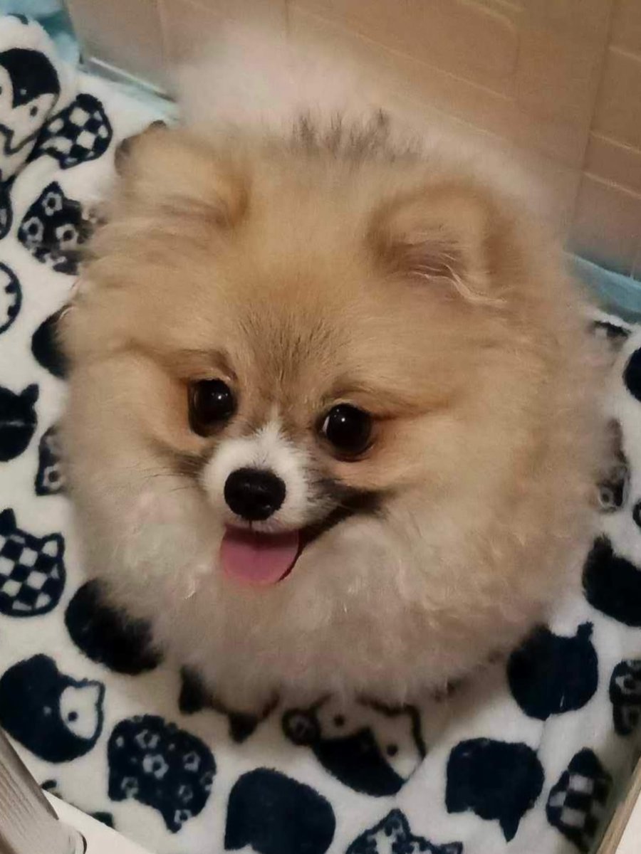 nbvneverquits's tweet photo. The looks that melt my heart ❤️ https://t.co/kFcqDT8wpp