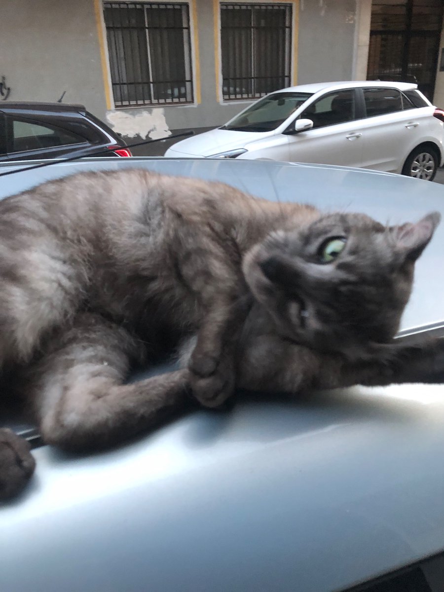 apareció un gato nuevo en mi calle y se espera por las mañanas enfrente de mi portal para q le acaricie,, estoy destrozada no me lo puedo subir a casa