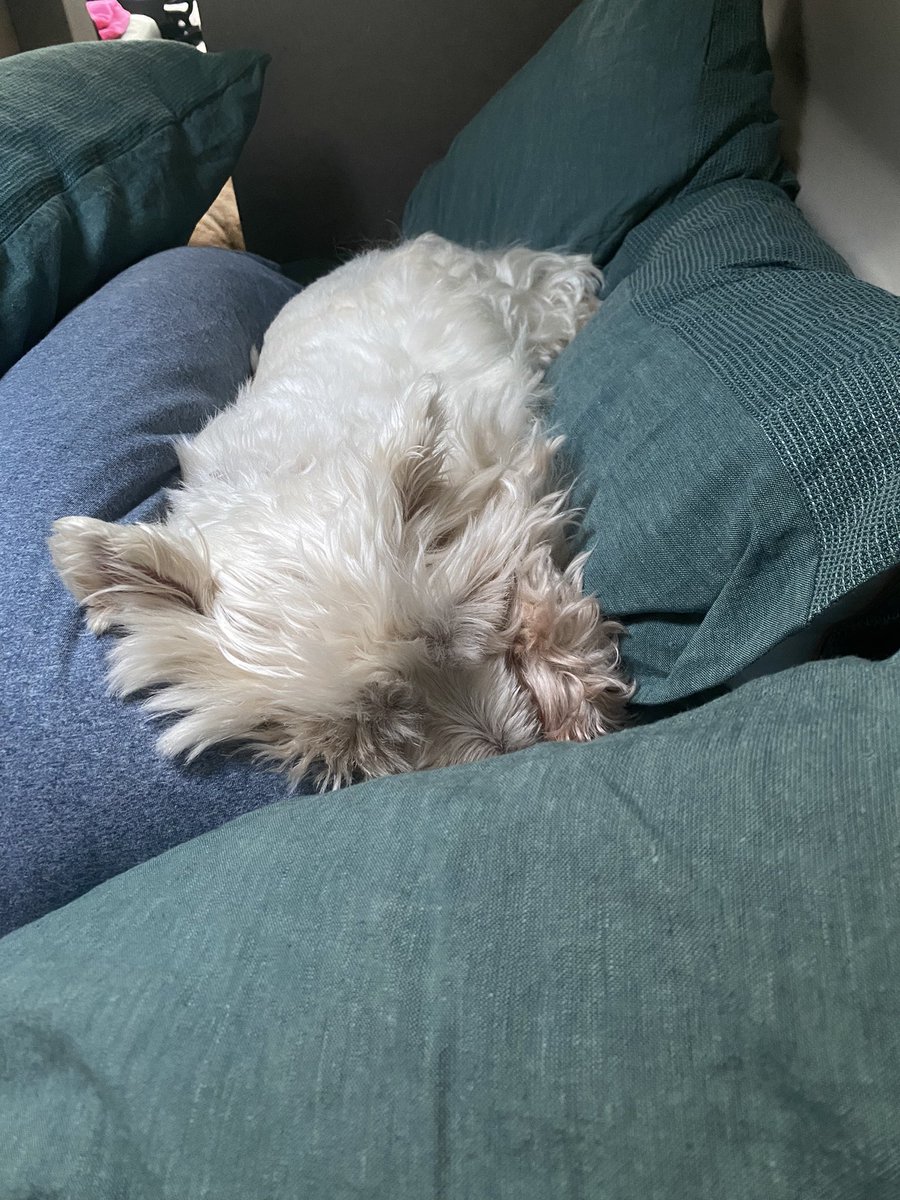 BlackM1710's tweet photo. The Princess and the pea (five pillows)
#Camping
#Nospaceforme
#PerfectPrincess https://t.co/S97ADsnL6w