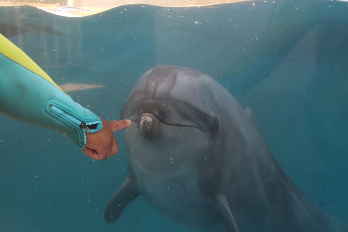 juniti090's tweet photo. 令和6年7月15日、新江ノ島水族館のバンドウイルカ、マリン22歳の誕生日。マリン、誕生日おめでとう。これからも元気で健やかに。
2024年7月15日撮影。
#令和6年 #誕生日 #新江ノ島水族館 #マリン #水族館生まれ4世 #EOS7Dmk2 #IphoneXs https://t.co/jFLOMfWbQW
