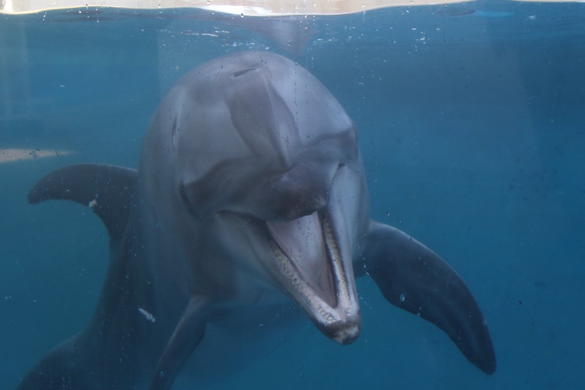 juniti090's tweet photo. 令和6年7月15日、新江ノ島水族館のバンドウイルカ、マリン22歳の誕生日。マリン、誕生日おめでとう。これからも元気で健やかに。
2024年7月15日撮影。
#令和6年 #誕生日 #新江ノ島水族館 #マリン #水族館生まれ4世 #EOS7Dmk2 #IphoneXs https://t.co/jFLOMfWbQW