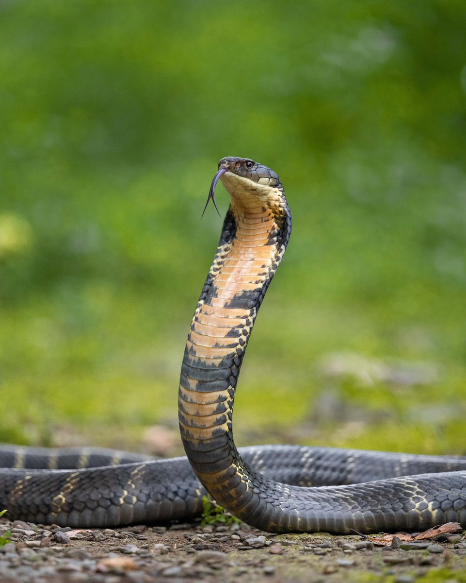 Trikansh Sharma (@trikansh_sharma) on Twitter photo #WorldSnakeDay
Snakes control pests like rodents and insects, serve as prey, crucial for ecosystem balance.
Let's raise awareness and appreciate these fascinating creatures today and every day! <a href="/ParveenKaswan/">Parveen Kaswan, IFS</a> #WorldSnakeDay
Snakes control pests like rodents and insects, serve as prey, crucial for ecosystem balance.
Let's raise awareness and appreciate these fascinating creatures today and every day! <a href="/ParveenKaswan/">Parveen Kaswan, IFS</a>