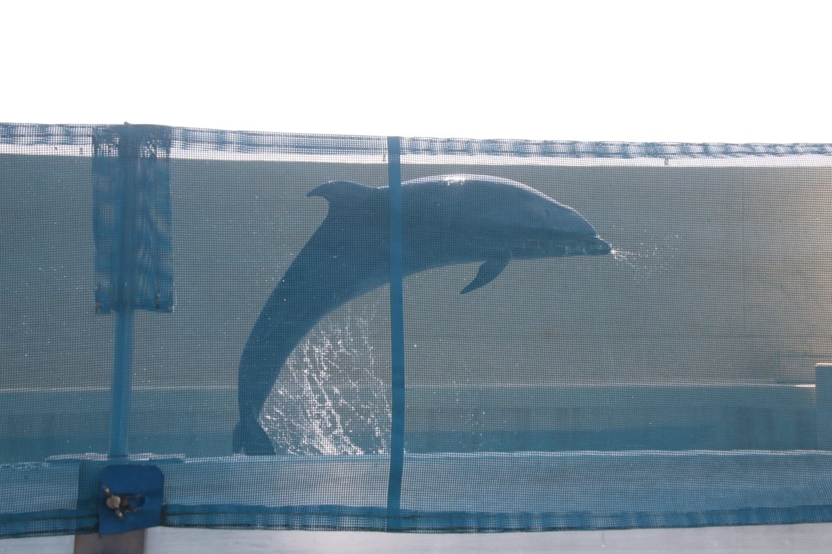 juniti090's tweet photo. 令和6年7月15日、新江ノ島水族館のバンドウイルカ、22歳になったマリンの様子��2024年7月15日撮影。
#令和6年 #新江ノ島水族館 #マリン #EOS7Dmk2 https://t.co/6hfvpVnqqp