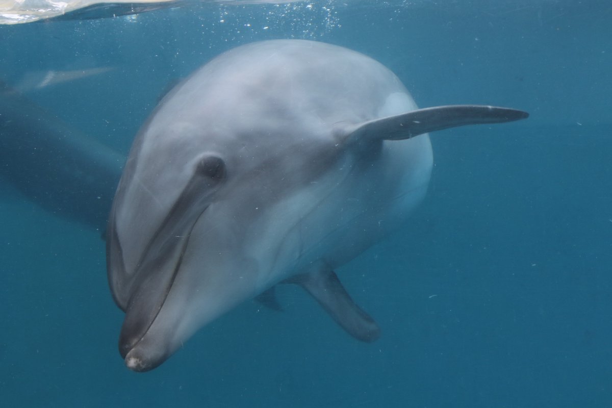 juniti090's tweet photo. 令和6年7月15日、新江ノ島水族館のバンドウイルカ、22歳になったマリンの様子��2024年7月15日撮影。
#令和6年 #新江ノ島水族館 #マリン #EOS7Dmk2 https://t.co/6hfvpVnqqp