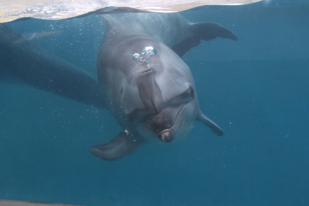 juniti090's tweet photo. 令和6年7月15日、新江ノ島水族館のバンドウイルカ、22歳になったマリンの様子��2024年7月15日撮影。
#令和6年 #新江ノ島水族館 #マリン #EOS7Dmk2 https://t.co/6hfvpVnqqp