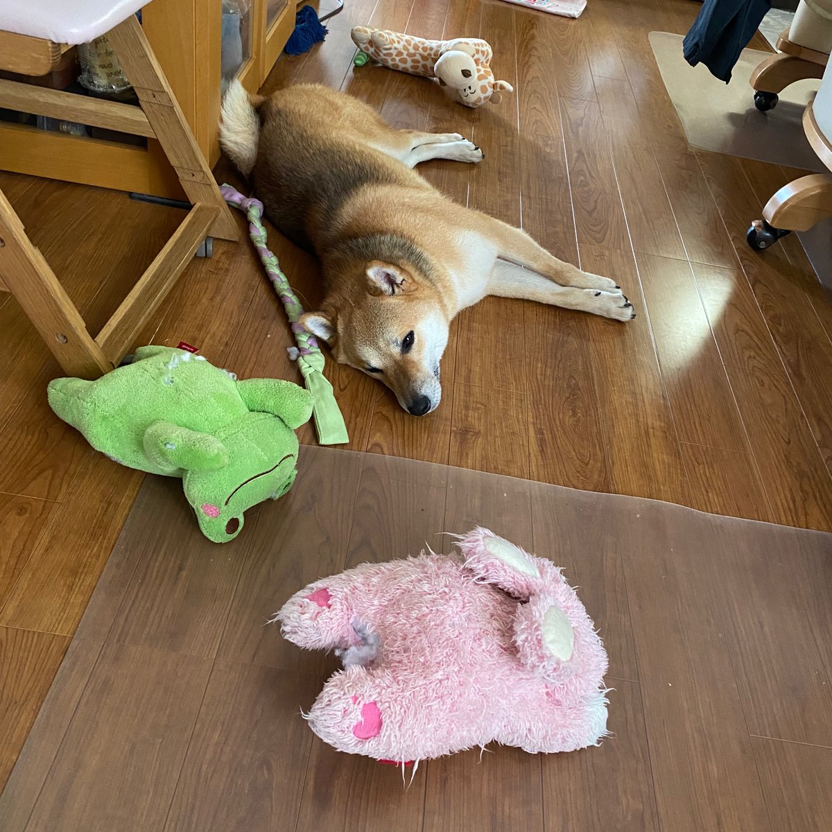 ShibainuKAIkun's tweet photo. お気に入りのおもちゃと一緒に休憩😆🐕

#柴犬 #動物好き #かわいい #犬のいる暮らし #お気に入り #おもちゃ #狗 #shibainu #dog #cute #doglovers #favorite #toy https://t.co/7joZZelQDA