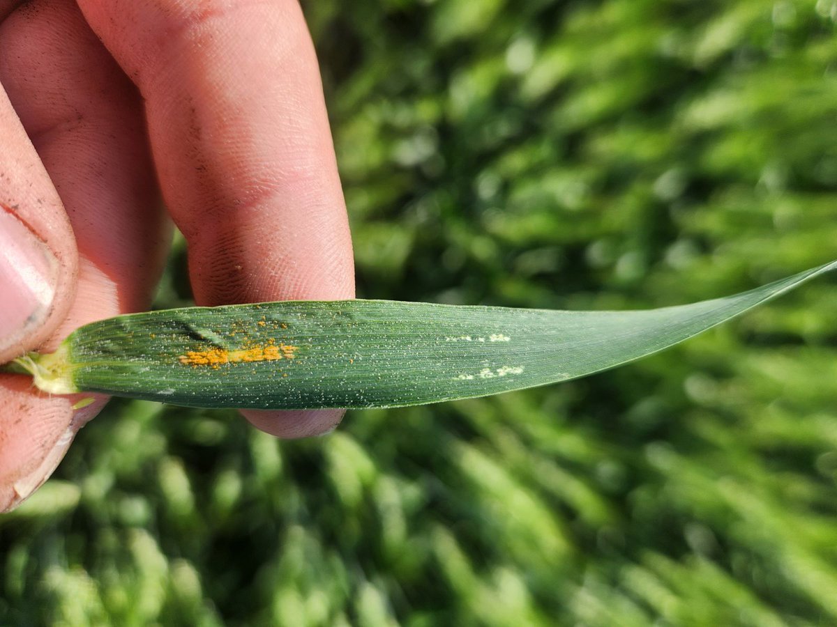 Craig Shand tweet media