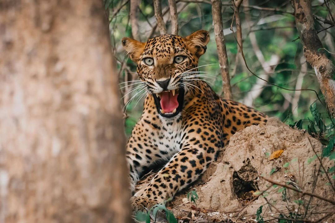 Re post : <a href="/navindu_fonseka/">Navindu Fonseka</a> 

Nature’s fierce masterpiece. 🐆🌿

#kumana #yala #kumananationalpark #yalanationalpark #wildlife #srilankanwildlife #nature  #srilanka #srilankatravel #srilankatrip #srilankantraveller #travel #traveller #slta #lovesrilanka #lovsl #visitsrilanka