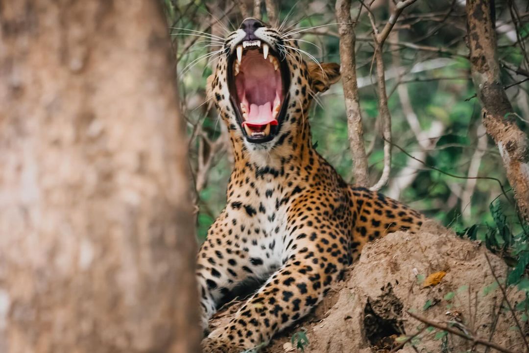 Love Sri Lanka tweet media