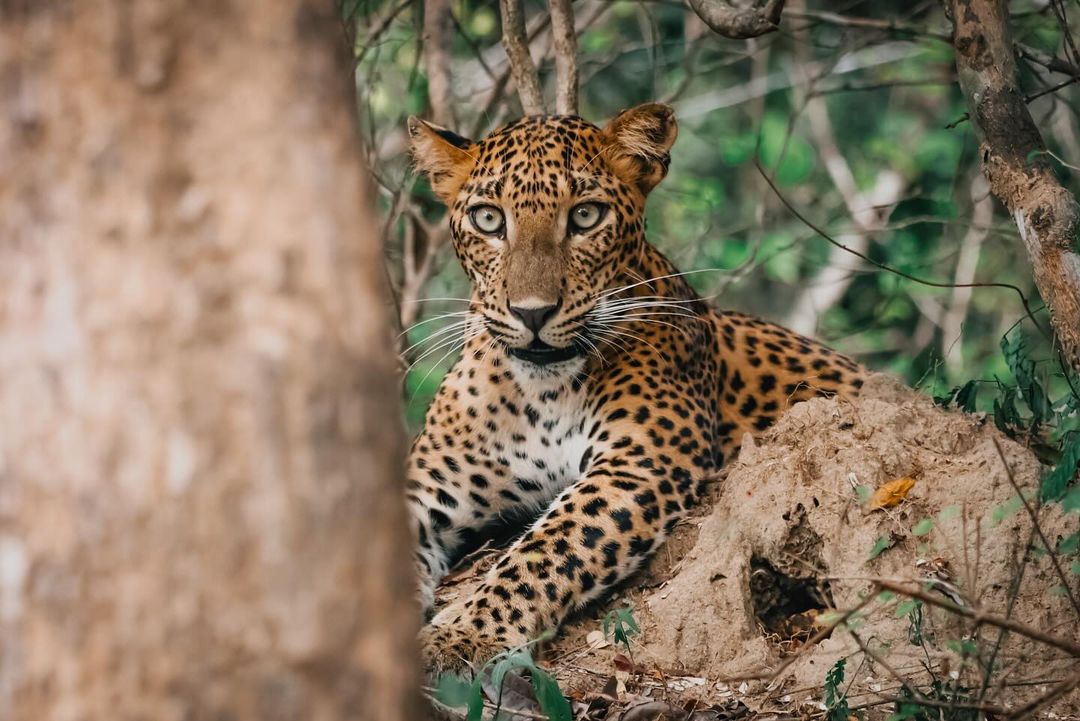 Love Sri Lanka tweet media