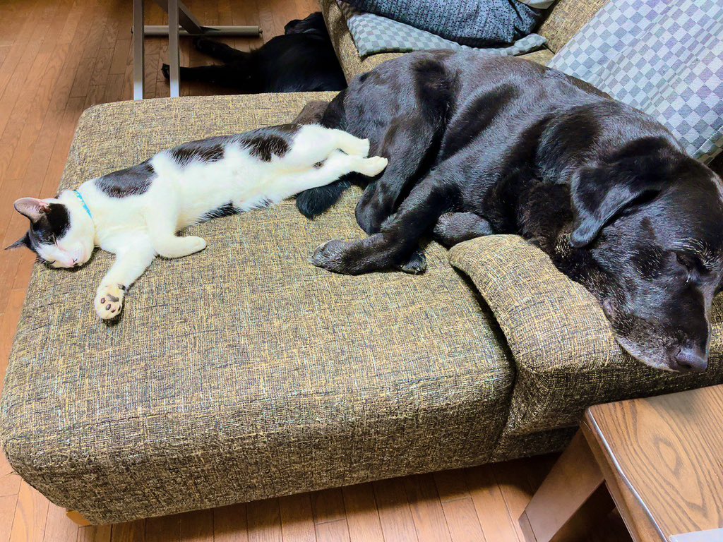 runntannw11's tweet photo. 🐕🐕‍🦺🐾
ラブラドールと保護猫のお昼寝💤

 #ラブラドールレトリバー  #犬好きさんとつながりたい  #いぬのいる暮らし  #わんちゃんのいるくらし  #ラブラドール #保護猫 
  #ねこのいる幸せ #犬のいる幸せ  #犬のいる幸せ  #犬との生活 #保護猫成長 https://t.co/Tq3Oqju520