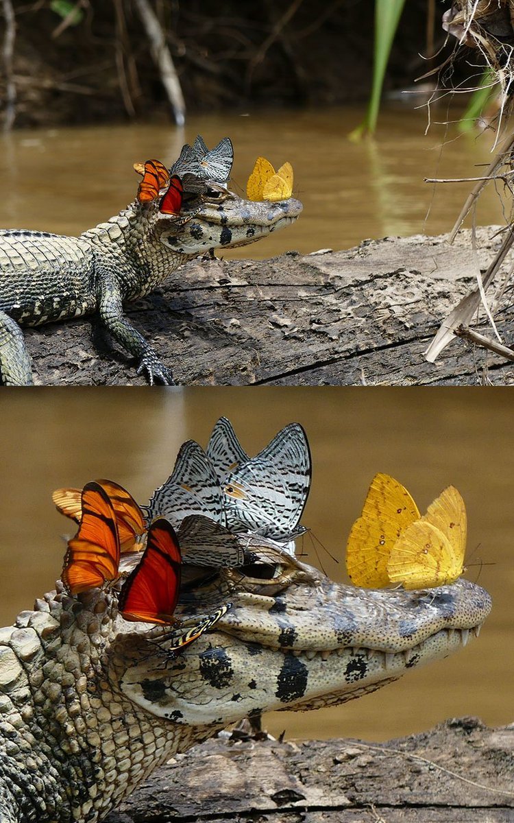 Butterflies will sometimes land on a Caiman and drink its salty, crocodile tears to in order to survive. This helps the Caiman to feel both less sad and more fabulous.