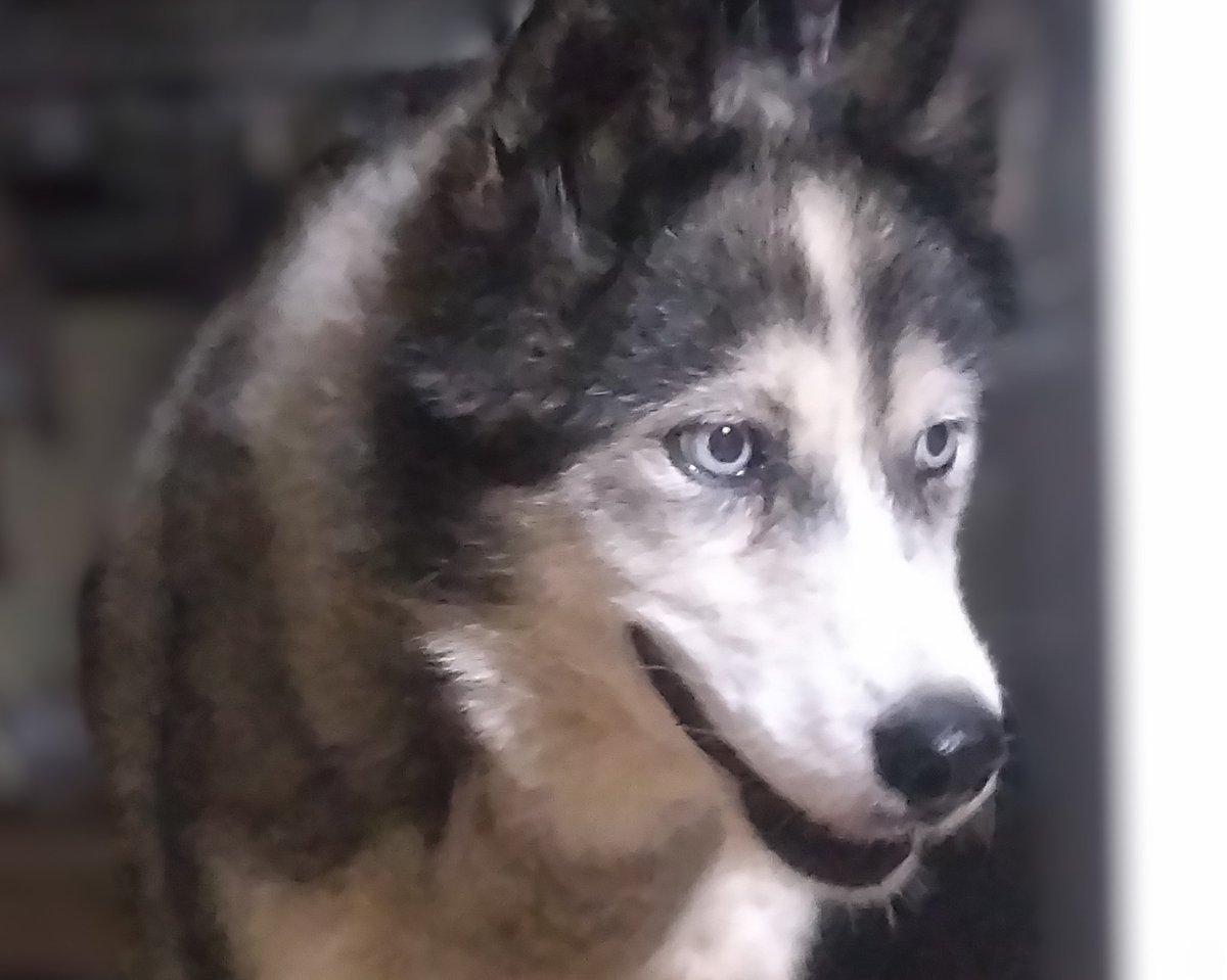ethicalpage919's tweet photo. 残念ながら、アウトライダーの犬達は未だ社長に所有権がありました。
釧路振興局は、里親との窓口にはなるが、所有者が里親と話を決める。
社長は殆ど誰の電話にも出ない為、里親希望者がいても無駄。
また宙ぶらりんの犬達。
私は助けを求める事にしました。
#アウトライダー
#動物はモノじゃない https://t.co/ma5WVUjlex