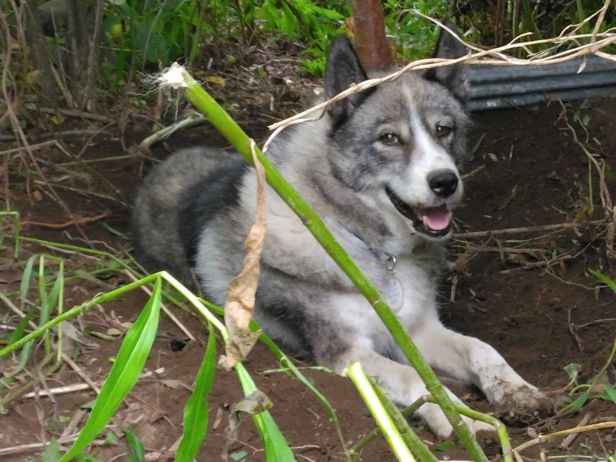 ethicalpage919's tweet photo. 残念ながら、アウトライダーの犬達は未だ社長に所有権がありました。
釧路振興局は、里親との窓口にはなるが、所有者が里親と話を決める。
社長は殆ど誰の電話にも出ない為、里親希望者がいても無駄。
また宙ぶらりんの犬達。
私は助けを求める事にしました。
#アウトライダー
#動物はモノじゃない https://t.co/ma5WVUjlex