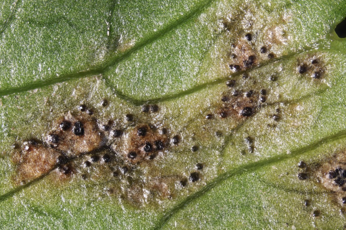 RPilze's tweet photo. Septoria apiicola ex Apium graveolens
#Apiumgraveolens #Apium #Sellerie #celery #Céleri #sedano #apio #Septoriaapiicola #Septoria #Mushroom #fungus #Pilz #Phytopathology #Nature #FungiFriends https://t.co/q8sElZSDXu