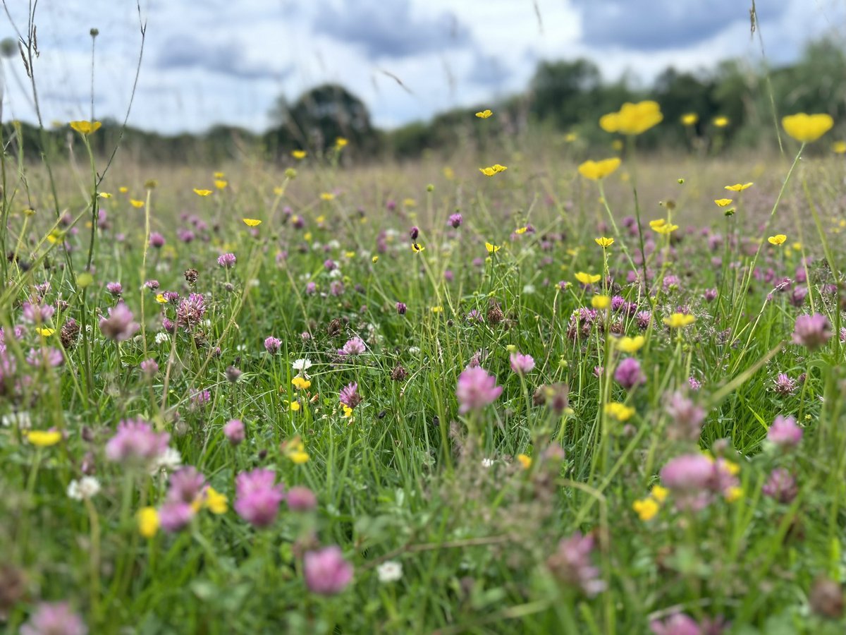 Such an abundance of beautiful wildflowers on Whitehall Plain just now in #EppingForest…Keeping the local pollinators very happy! 🌺🌼🌸🐝🦋