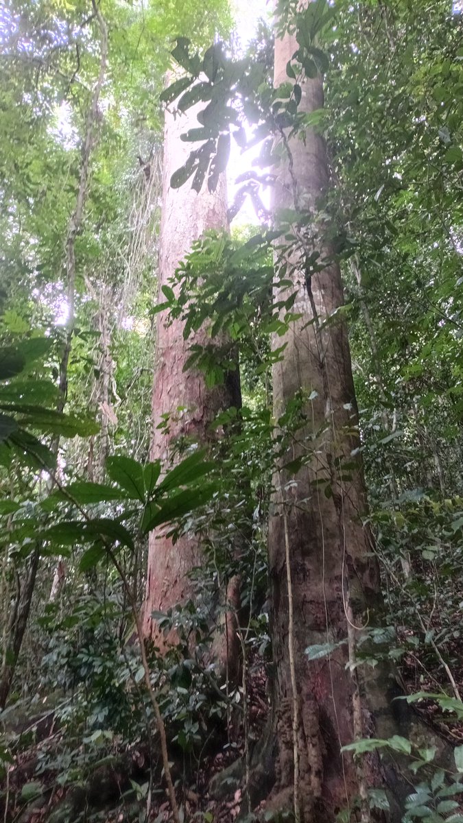 As custodians of Mother Earth, it is our duty to protect and preserve our forests for future generations. Say no to deforestation in the Amazon and Congo Basin. #ProtectOurForests #ClimateAction