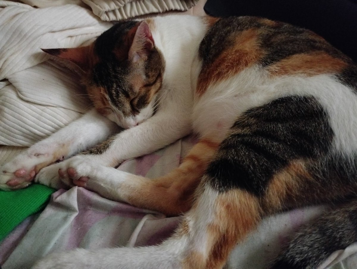 demyanyannie's tweet photo. Bb is asleep https://t.co/w6ImPrSDh8