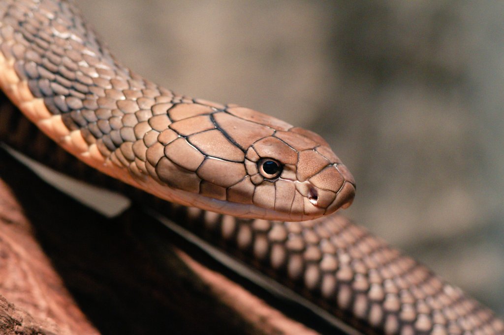 Srinidhiminchu's tweet photo. Please do save me, I'll save you for sure., Hissssss...
#WorldSnakeDay
#Snakes
#foodcycle
#savesnakes https://t.co/VYh5wUqUw9