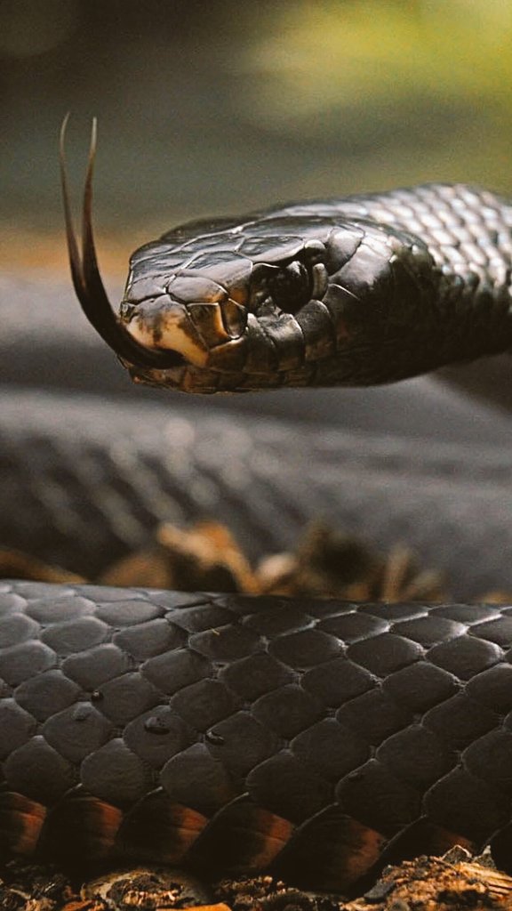 Srinidhiminchu's tweet photo. Please do save me, I'll save you for sure., Hissssss...
#WorldSnakeDay
#Snakes
#foodcycle
#savesnakes https://t.co/VYh5wUqUw9
