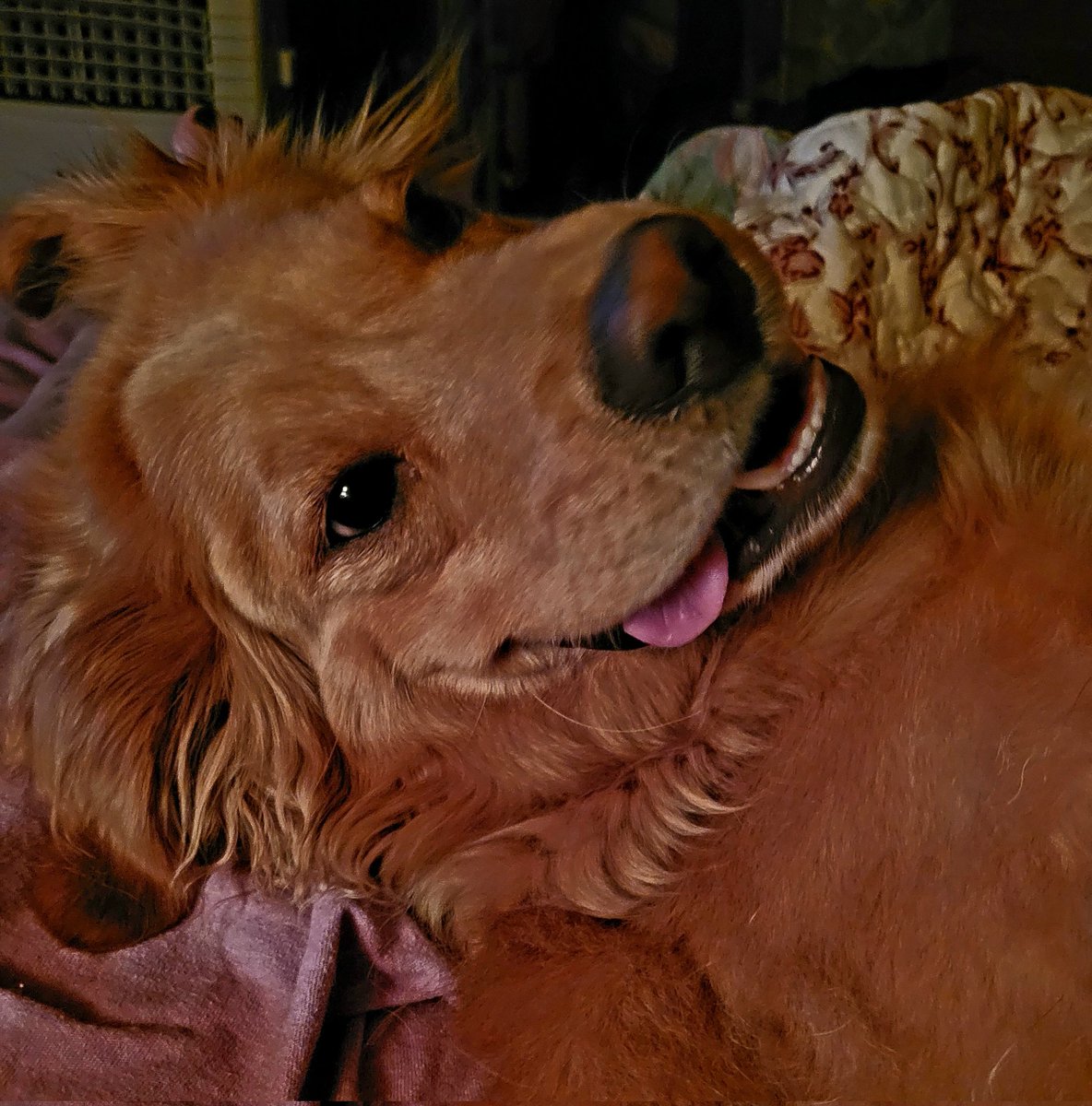 catcrazyknitter's tweet image. The derp is strong with this one tonight. 

#derpydog