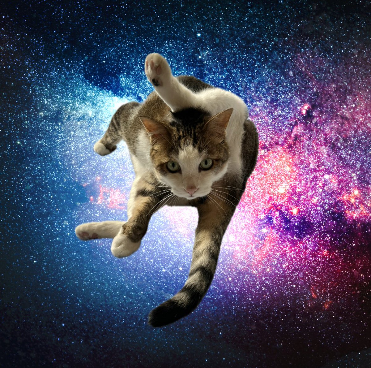 jiroyoshioka's tweet photo. スピリチュアルヨガ 2
#katze #kissa #cat #chat #neko #bigcat #neko #catstagram #großekatze #猫 #大猫 #フクロウ #owl #owlcat #eulenkatze #yoga #yogacat https://t.co/7WDYh5WB8k