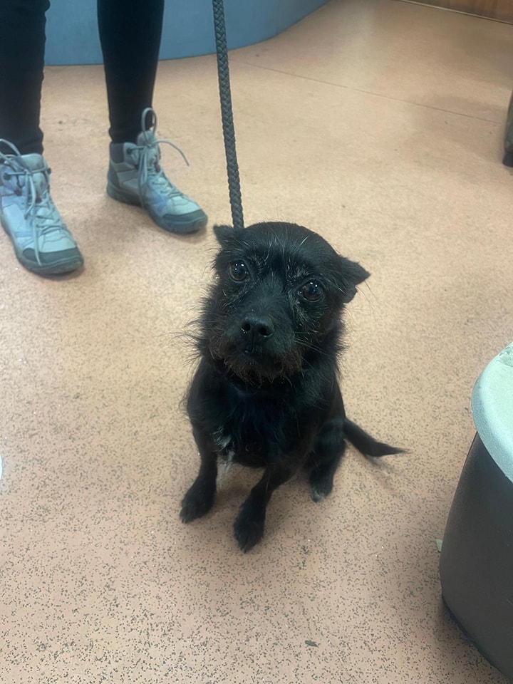 Please retweet to help Lady find a home #LIVERPOOL #UK 
AVAILABLE FOR ADOPTION, REGISTERED BRITISH CHARITY, CARLA LANE RESCUE ✅
Please meet lady ♥️🥰
Lady is a tiny 7yr old cross breed 
Tiny is looking for her forever home as she was an unclaimed stray Lady  is a delightful