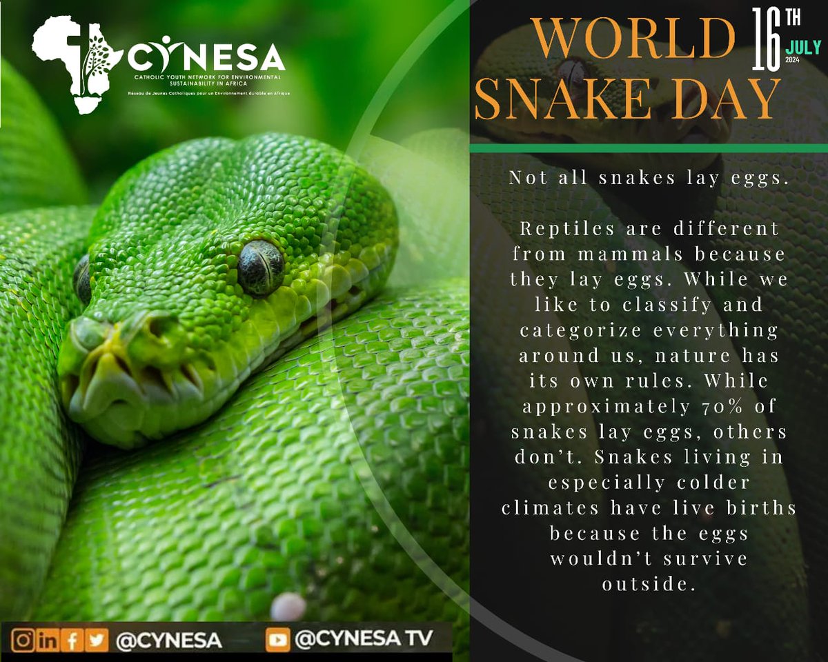CYNESA's tweet photo. #DidYouKnow Not all snakes lay eggs.

While approximately 70% of snakes lay eggs, others don’t. 

Snakes living in especially colder climates have live births because the eggs wouldn’t survive outside.

#WorldSnakeDay https://t.co/vm4AHq9ej5