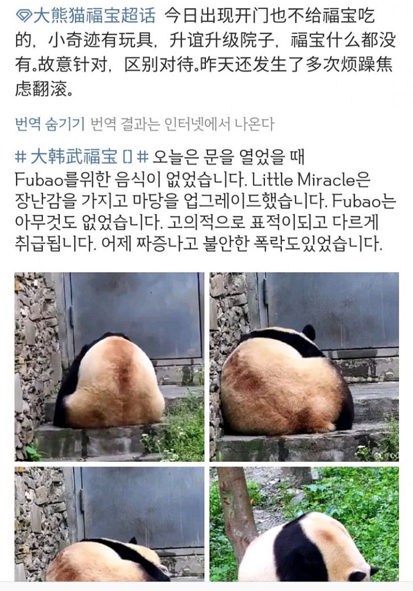 lajiyoon's tweet photo. 在没有一棵像样的树的地方,没有食物和玩具的话该怎么办?

选手平基地为了保护熊猫做什么，只增加个体数？
#panda
#선수핑기지
#选手平基地 https://t.co/88bGADMlmO