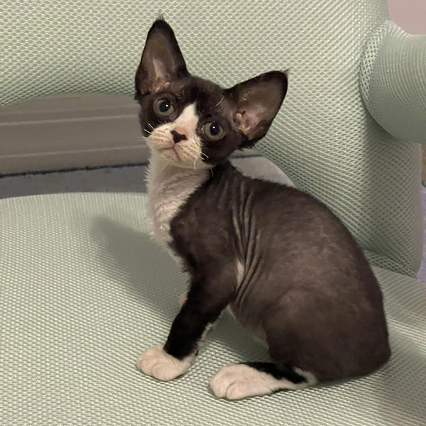 lewisdevonrex's tweet image. #DevonRexKittens for sale thrive on human interaction and are often described as “Velcro cats” because they love to stick close to their owners.

Shop now - lewisdevonrex.com/available-devo…