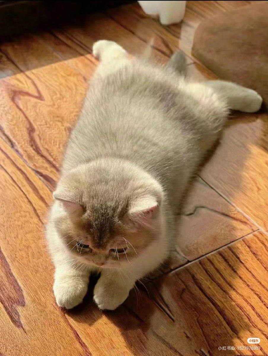 nocontextscats's tweet photo. sploot https://t.co/Er6pCbfWma
